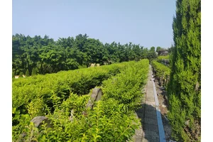 九龙公墓的价格解析